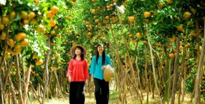Nam Dinh car rental to Tuyen Quang is the thing you looking for? How far is Tuyen Quang Vietnam from Nam Dinh, Vietnam? How much is Nam Dinh car rental to Tuyen Quang? How many miles and how many kilometerse is it betwen Nam Dinh and Tuyen Quang?