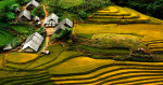 Thanh Hoa car rental to Ninh Thuan is the thing you looking for? How far is Ninh Thuan Vietnam from Thanh Hoa, Vietnam? How much is Thanh Hoa car rental to Ninh Thuan? How many miles and how many kilometers is it betwen Thanh Hoa and Ninh Thuan?