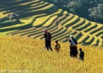Vinh Long car rental to Ninh Binh is the thing you looking for? How far is Ninh Binh Vietnam from Vinh Long, Vietnam? How much is Vinh Long car rental to Ninh Binh? How many miles and how many kilometerse is it betwen Vinh Long and Ninh Binh?