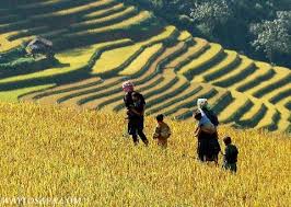 Vinh Long car rental to Ninh Binh is the thing you looking for? How far is Ninh Binh Vietnam from Vinh Long, Vietnam? How much is Vinh Long car rental to Ninh Binh? How many miles and how many kilometerse is it betwen Vinh Long and Ninh Binh?