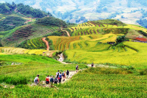 Vinh Long car rental to Ninh Thuan is the thing you looking for? How far is Ninh Thuan Vietnam from Vinh Long, Vietnam? How much is Vinh Long car rental to Ninh Thuan? How many miles and how many kilometerse is it betwen Vinh Long and Ninh Thuan?
