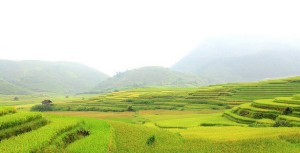 terraced-field-sapa-tours-vietnam6